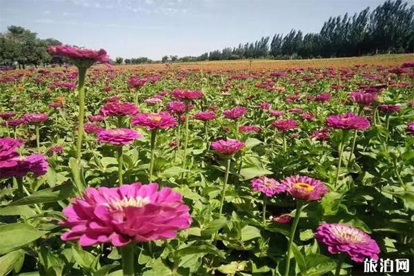 青铜峡金沙湾花海节门票多少钱