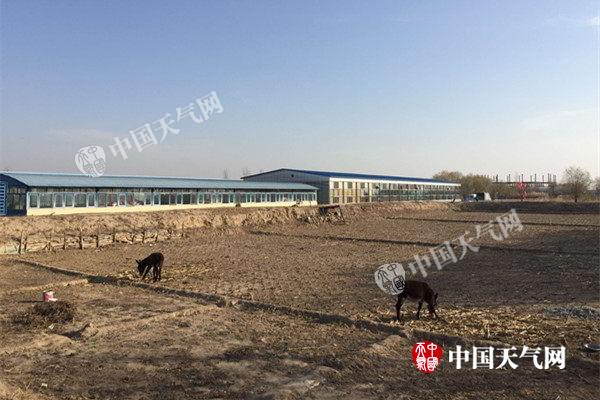 内蒙古春播开启农区墒情差 河套潮塌早发影响小麦播种