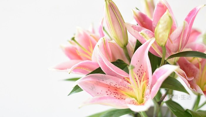 香水百合花语