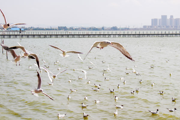 ​昆明滇池门票多少钱 昆明滇池旅游攻略