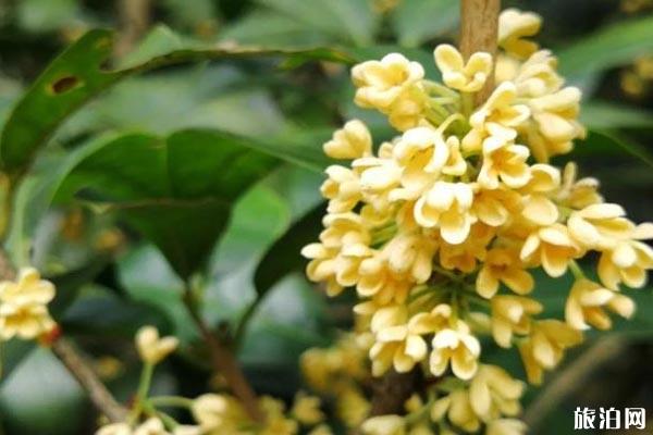 2019南京灵谷桂花节时间+活动安排+交通攻略