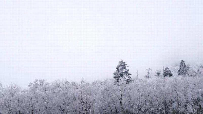 裹银装！四川雅安首场雪 野生鹿雪中游玩