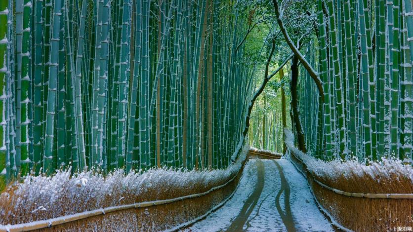 日本岚山小火车攻略 岚山小火车门票可以到那里买么