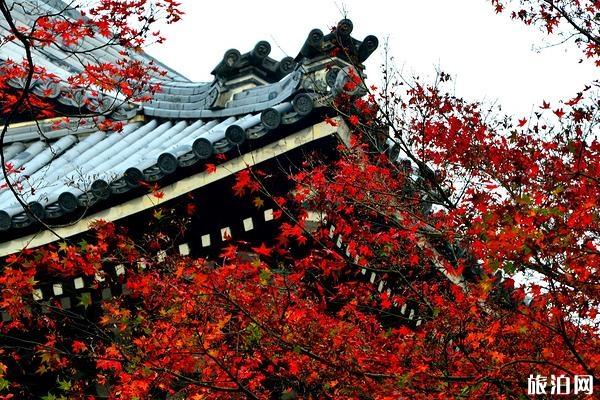 2019日本京都赏枫叶景点推荐+最佳时间