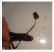 麻辣小龙虾的做法步骤2