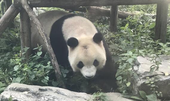 北京动物园回应网红熊猫秃头 网友：国宝真够皮的