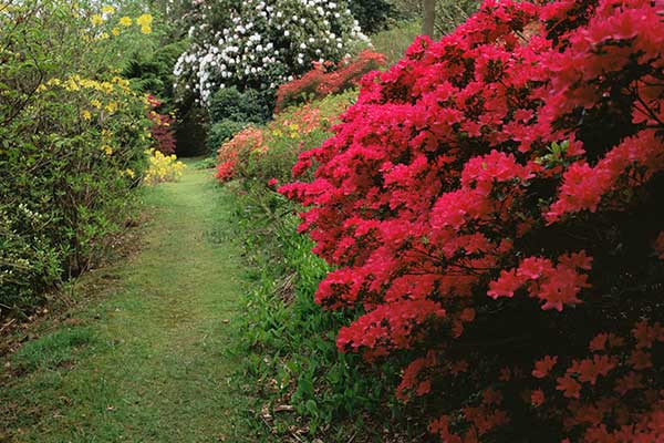 浙江看杜鹃花去哪里 浙江看杜鹃花好去处