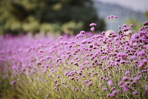 普罗旺斯薰衣草几月开花 普罗旺斯薰衣草花期