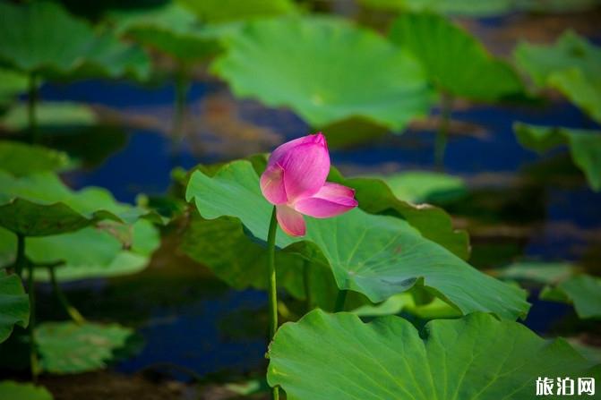 宁夏自驾游攻略及花费最新