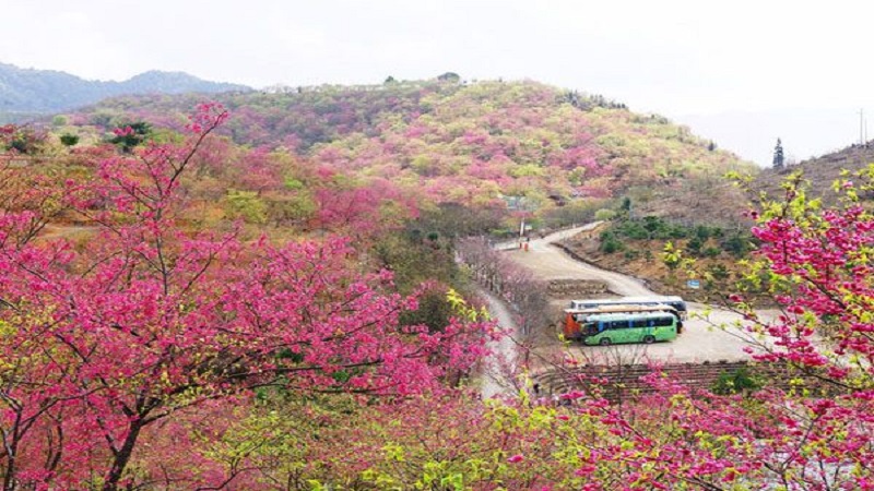 广州新丰樱花峪在哪里新丰樱花峪旅游攻略