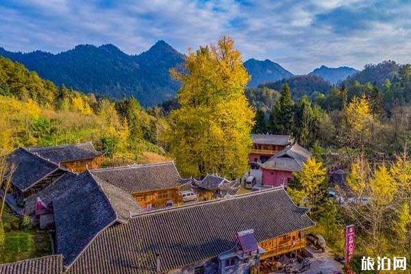 湖北银杏树景点在哪儿看