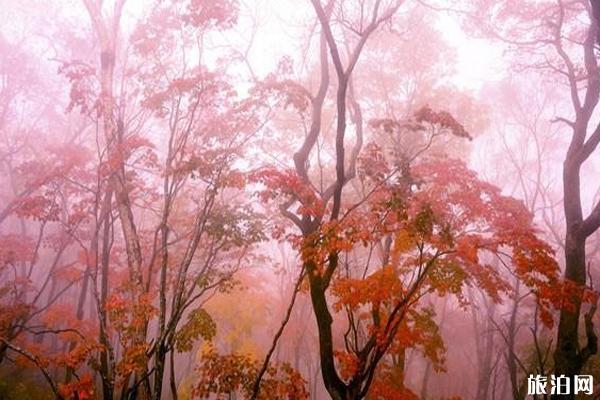 2019本溪枫叶节是几月几号+活动介绍