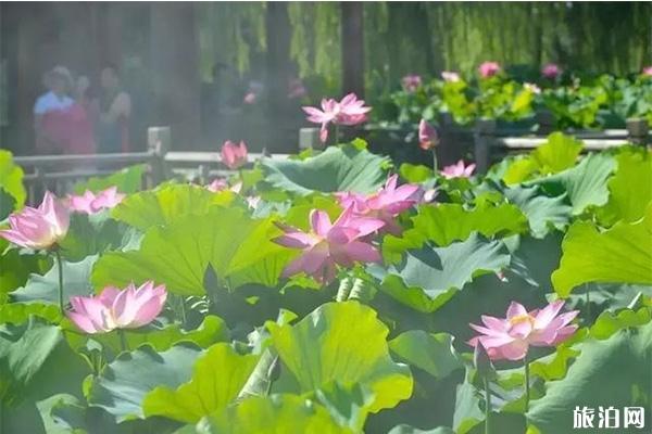 河南七夕景区活动信息汇总