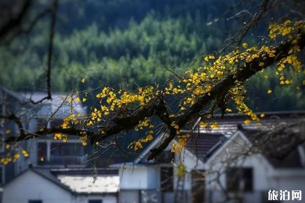 古银杏村有哪些 古银杏村介绍