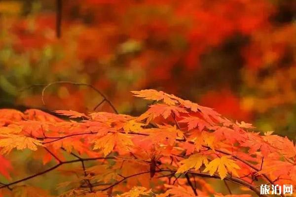 2019关西红叶季时间+观赏地点推荐 2019关西红叶季时间+观赏地点推荐