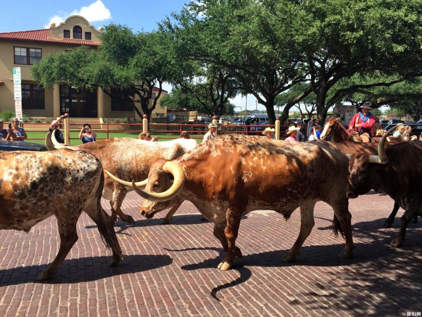 达拉斯夏天应该怎么玩 达拉斯交通情况 达拉斯夏天应该怎么玩 达拉斯交通情况
