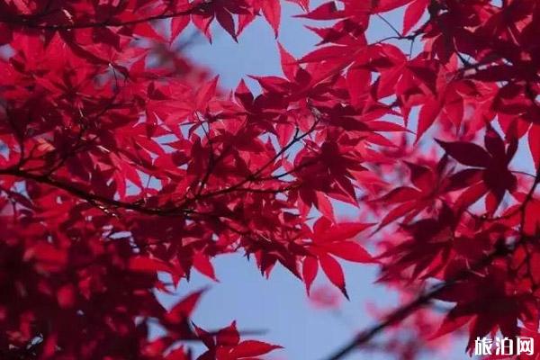 北海道红叶观赏之旅景点推荐 北海道红叶观赏之旅景点推荐