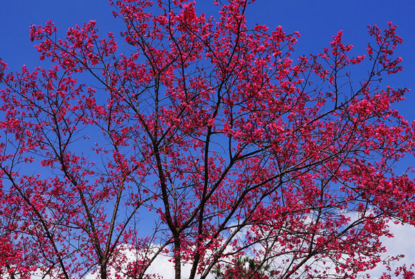 广州新丰樱花峪在哪里 新丰樱花峪旅游攻略