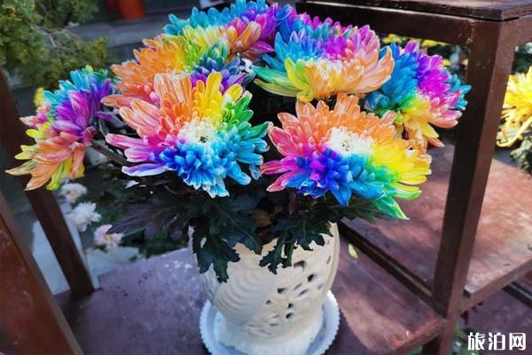 2019银川菊花展是什么时候+地点+介绍