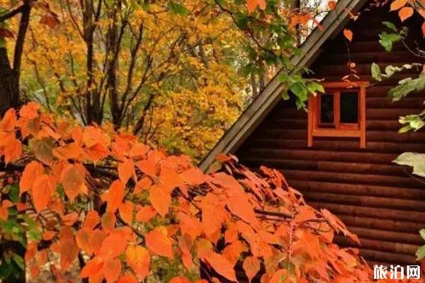 老界岭红叶节2019时间+门票+地点+活动介绍