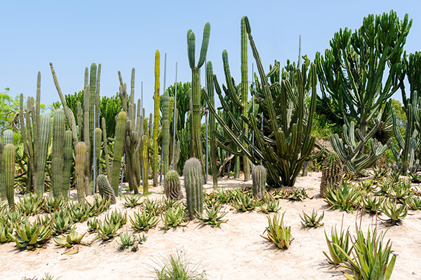 厦门三日游攻略 厦门三日游怎么玩好