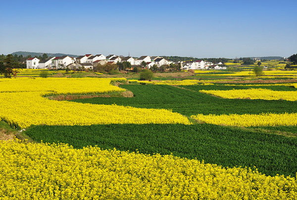 春天南京最美的地方 春天南京最美的景区