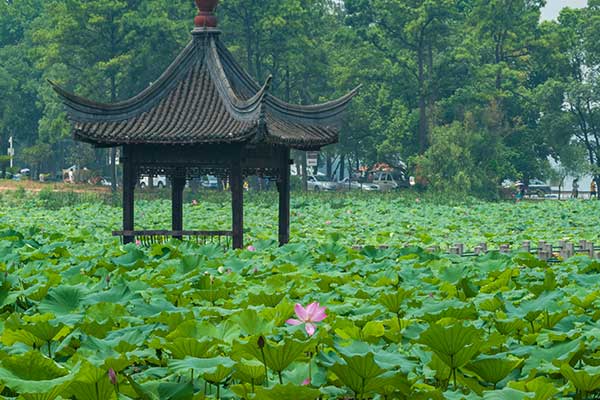 国内赏荷地点推荐 国内赏荷胜地介绍