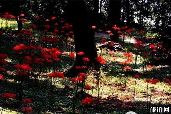 秋季孝感周边赏花攻略