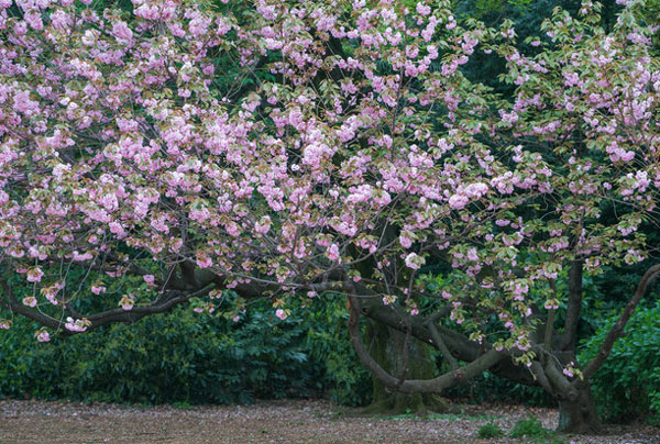东京哪里樱花最好看 东京看樱花的地方