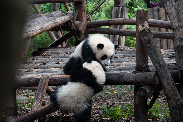 成都旅游攻略 成都自由行攻略
