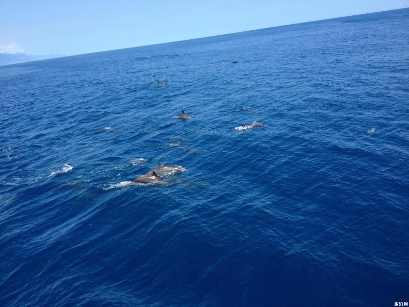 花莲观鲸赏豚攻略 花莲观鲸赏豚攻略