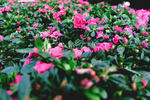 四月昆明哪里赏花 2019昆明赏花攻略