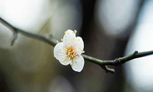 梅花的花语 梅花的象征寓意