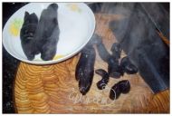 海参煲鸡的做法步骤4