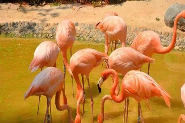 云南野生动物园和昆明动物园哪个好玩 云南野生动物园和昆明动物园哪个好玩