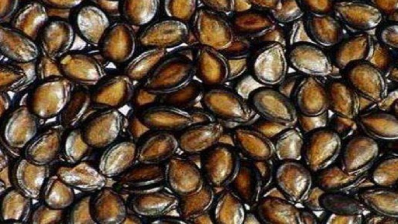 新疆昌吉阜康知名特产有哪些 适合带回家的阜康特产