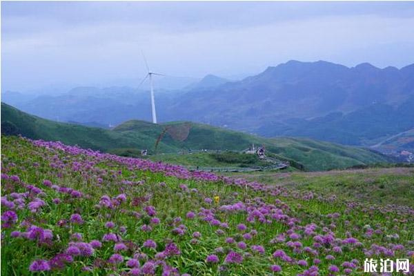 贵州秋游景点有哪些好玩的地方 贵州秋游景点有哪些好玩的地方