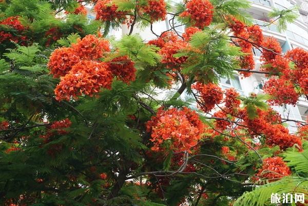 厦门两天一夜游玩攻略 厦门两天一夜旅游怎么玩 厦门两天一夜游玩攻略 厦门两天一夜旅游怎么玩