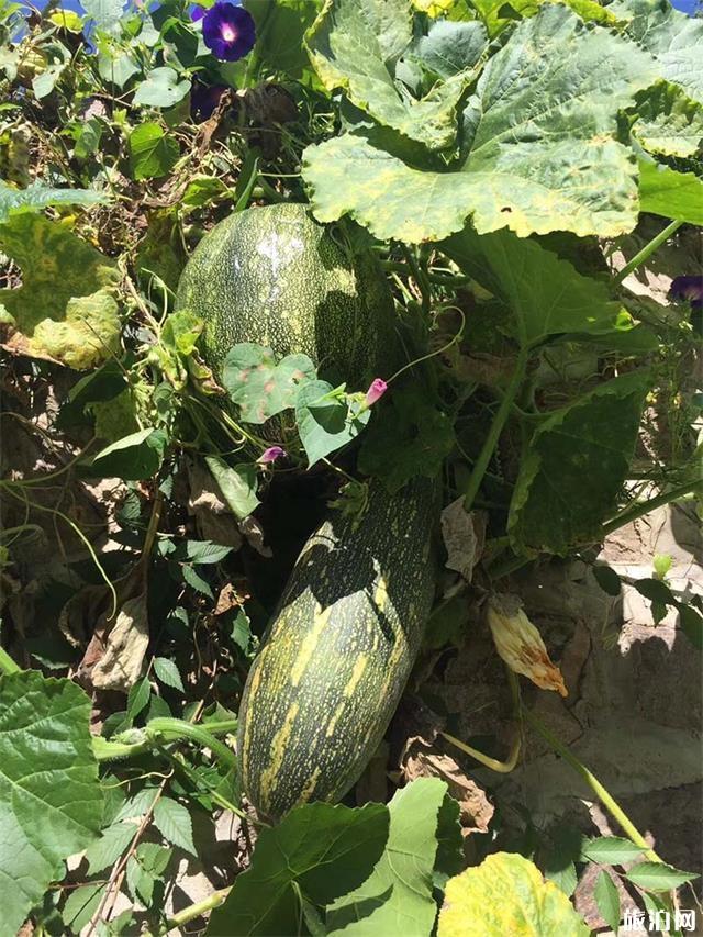 北京神堂峪一日游攻略