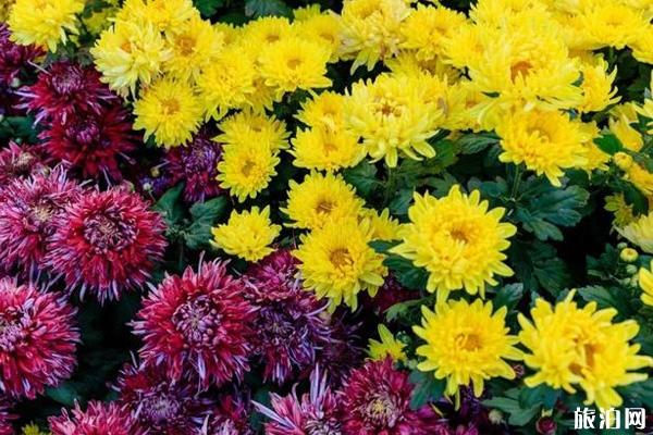 2019沈阳北陵公园菊花展时间+门票+地点+交通+介绍