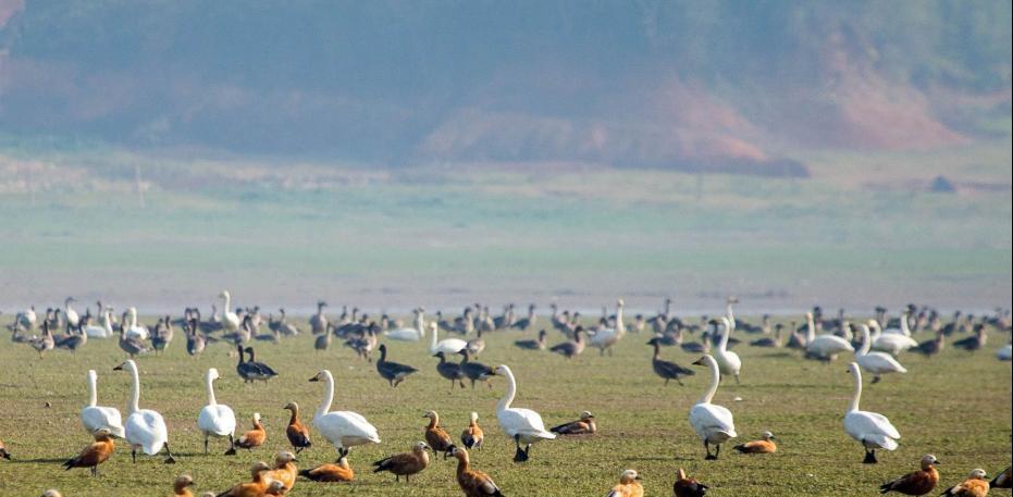 中国最大淡水湖鄱阳湖迎越冬候鸟迁徙高峰 场面壮观