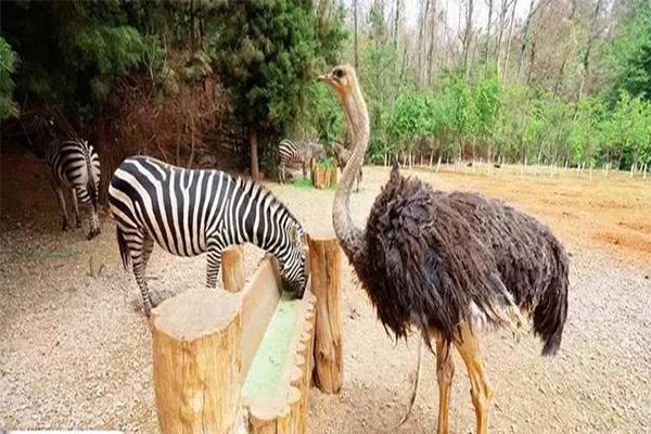 云南野生动物园和昆明动物园哪个好玩 云南野生动物园和昆明动物园哪个好玩