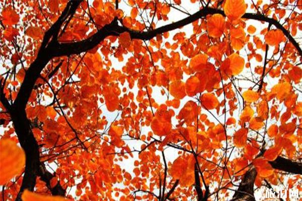 香山一日游路线 附游玩注意事项