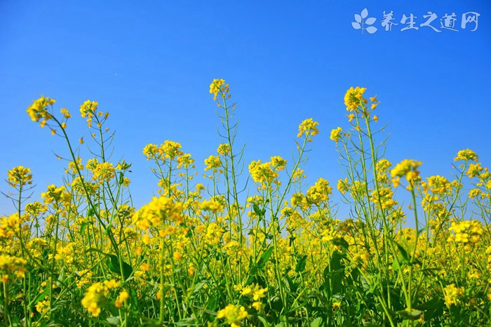 夏季吃什么对肠胃好