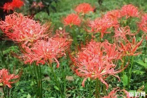 南京秋天赏花的地方有哪些