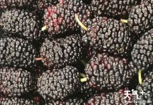 山东夏津知名特产有哪些  适合带回家的夏津特产礼品