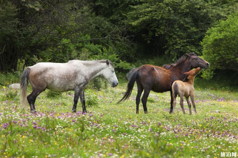康定木格措旅游攻略 康定木格措有什么景点 康定木格措旅游攻略 康定木格措有什么景点