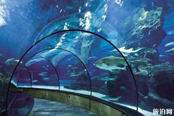 2019北京亲子夜宿奇妙海洋馆时间+地点+门票+活动安排
