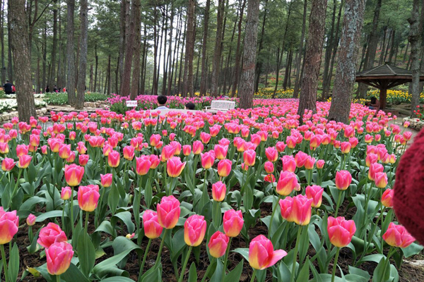 涪陵大木花谷好玩吗 涪陵大木花谷门票多少