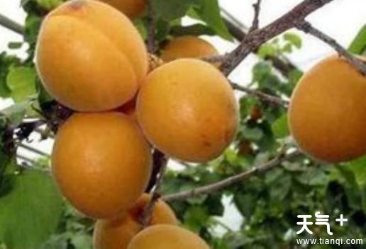 沈阳浑南知名特产有哪些